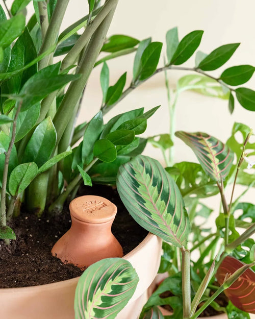 Kit 5x Ollas Autorriego Terracota 350 ml