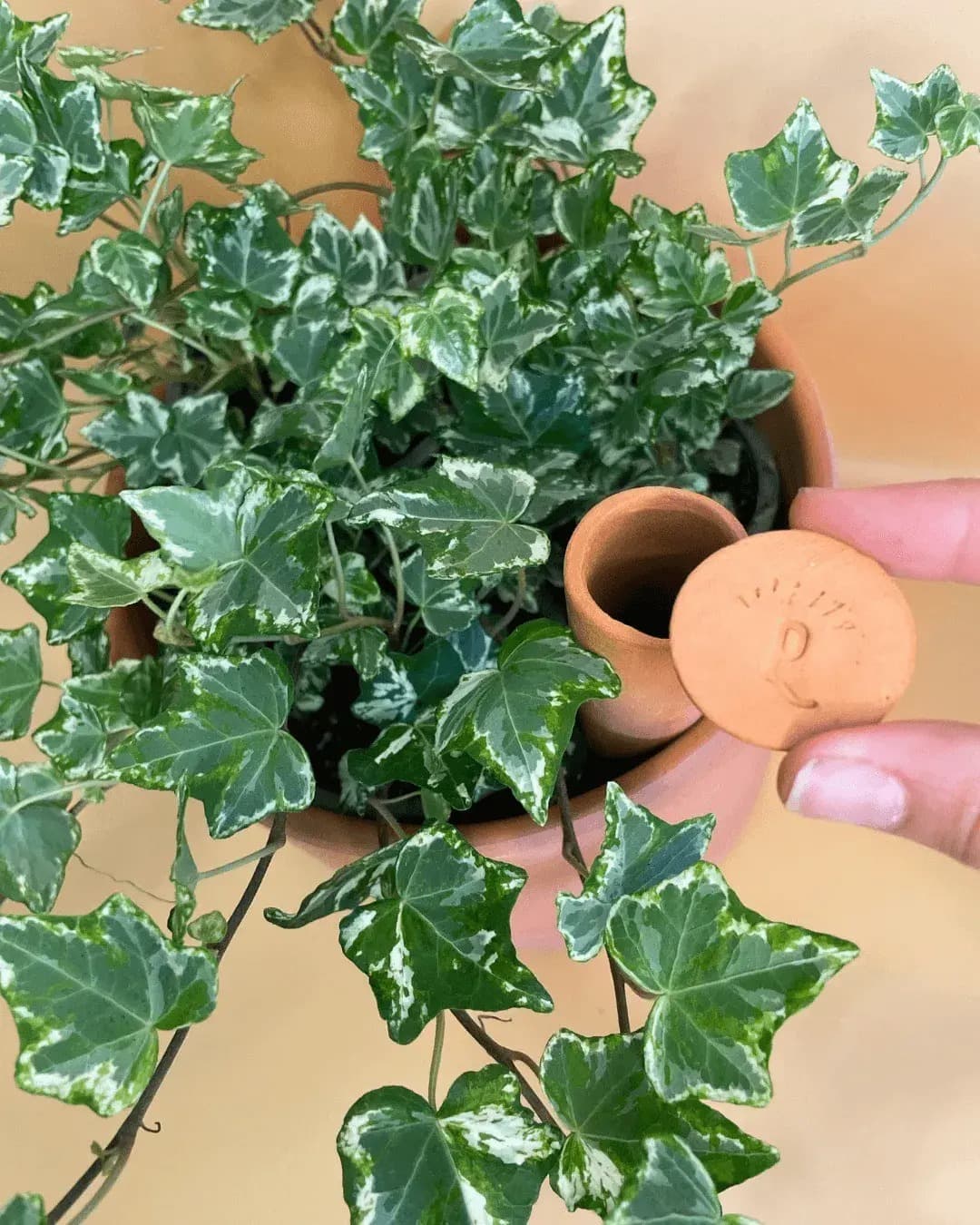 Kit 5x Tubos Autorriego Terracota Grandes