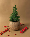 Kokodama Abeto Natural Mini - Pur Plant