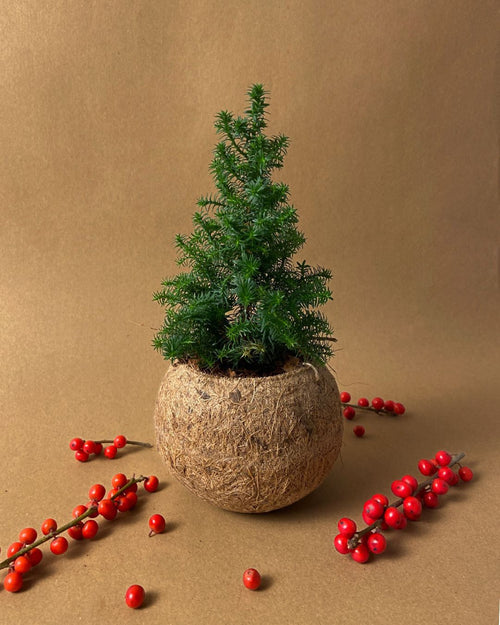 Kokodama Abeto Natural Mini - Pur Plant