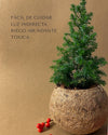 Kokodama Abeto Natural Mini - Pur Plant