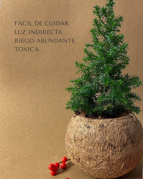 Kokodama Abeto Natural Mini - Pur Plant