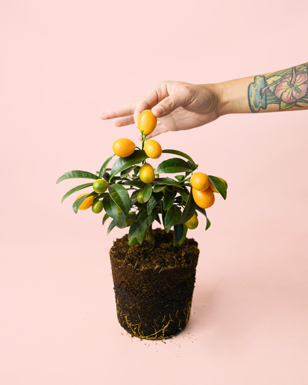 Kumquat Mini - Pur Plant