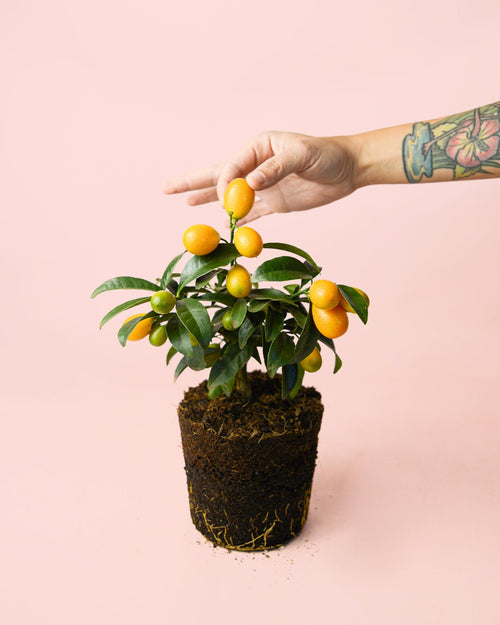 Kumquat Mini - Pur Plant