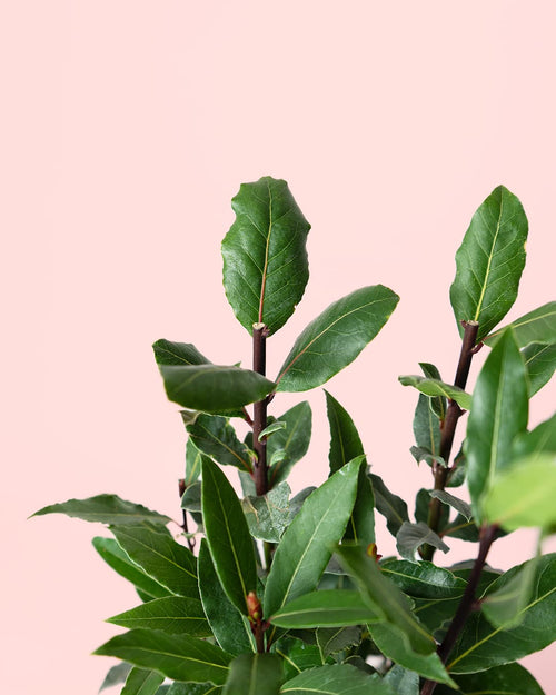 Laurel Nobilis M - Pur Plant
