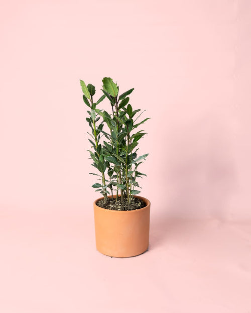 Laurel Nobilis M - Pur Plant