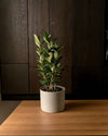 Laurel Nobilis M - Pur Plant