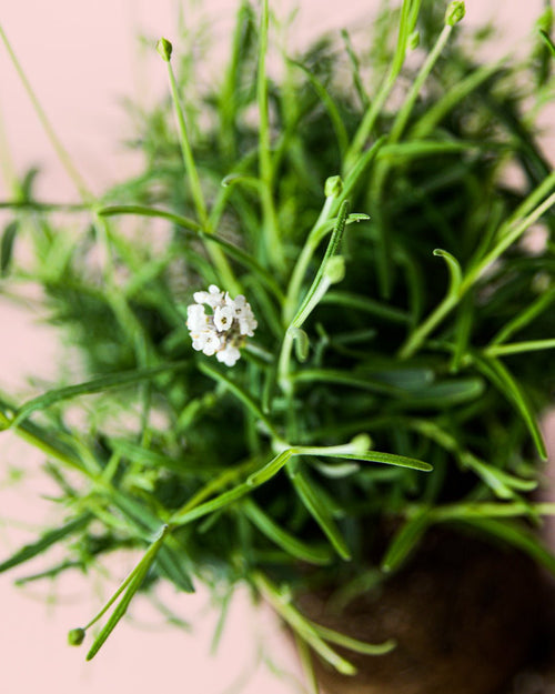 Lavanda Blanca M - Pur Plant