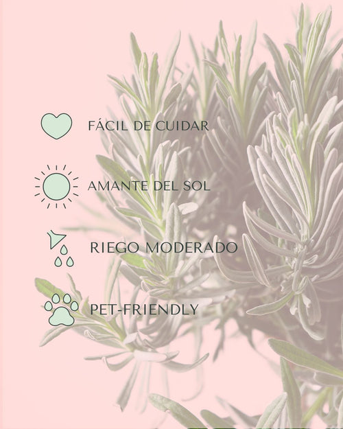 Lavanda Morada Arbusto - Pur Plant