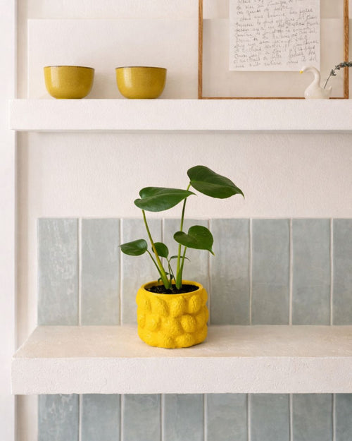 lemon mini maceta contexto cocina