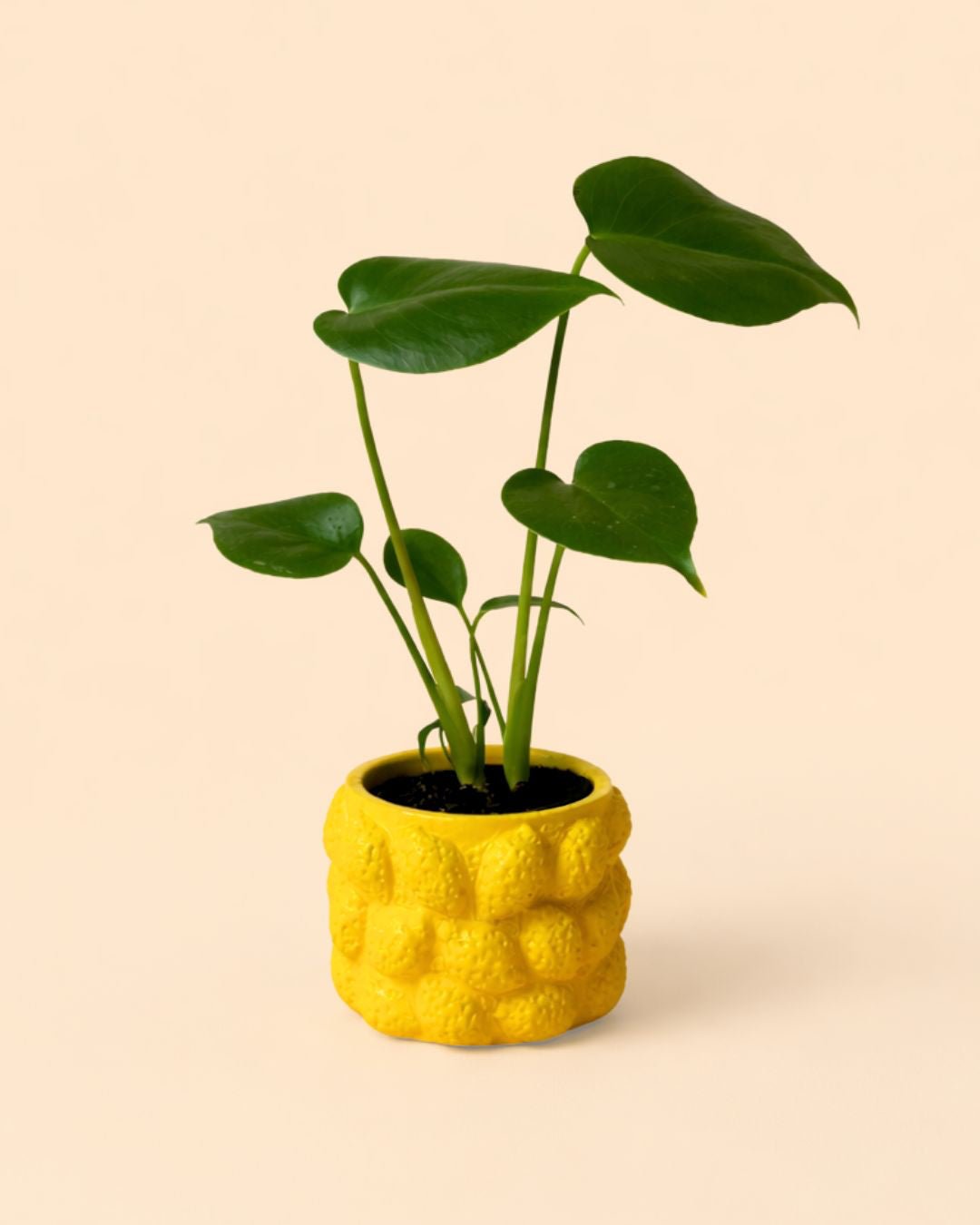 Limone – Mini Maceta Cerámica Limones S 6 cm - Pur Plant