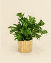 Lines – Mini Maceta Dorada 6 cm - Pur Plant