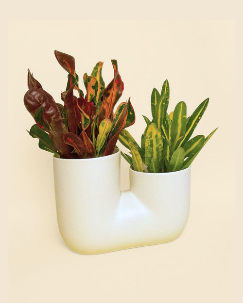 linker-macetero-croton