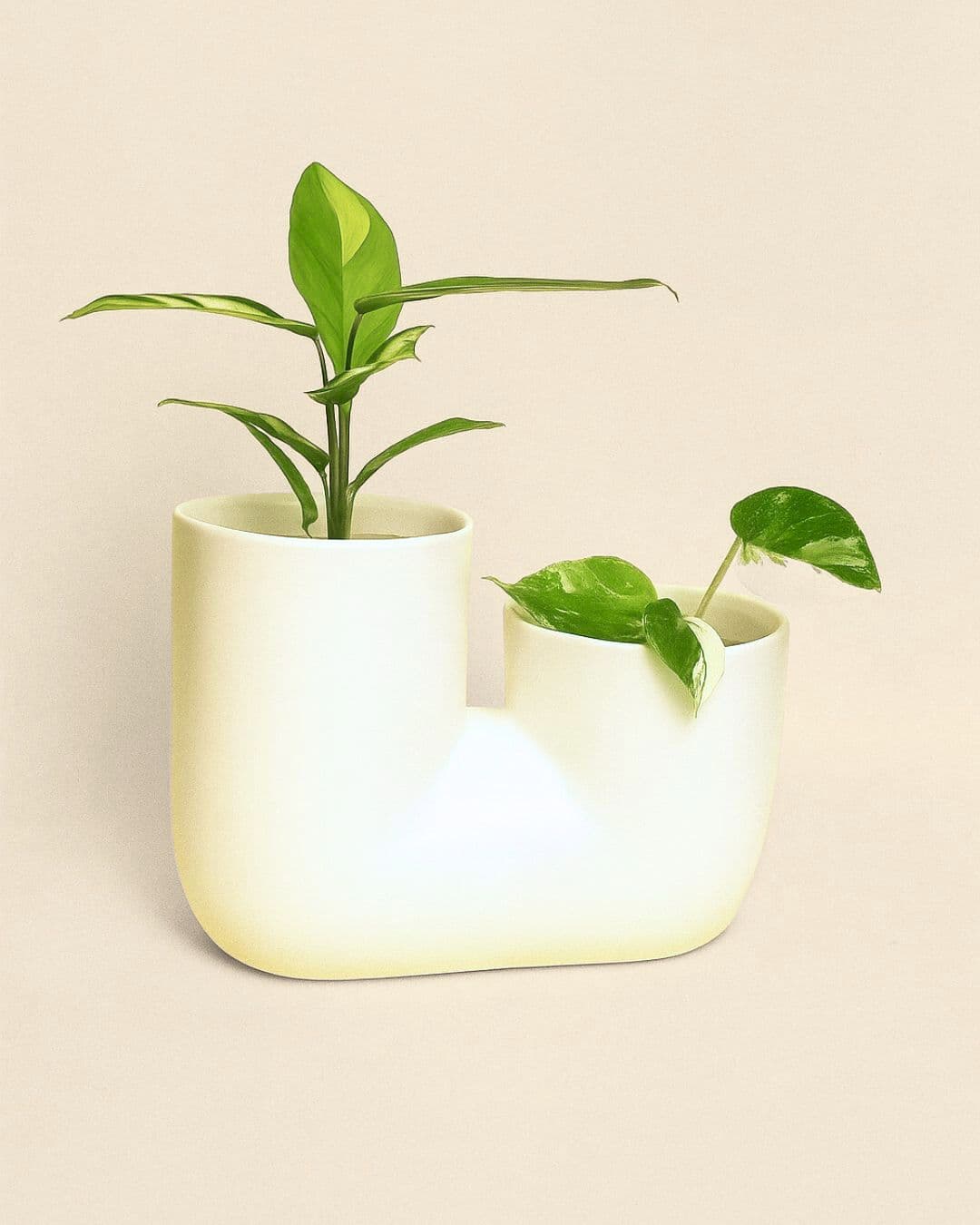 linker-macetero-plantas