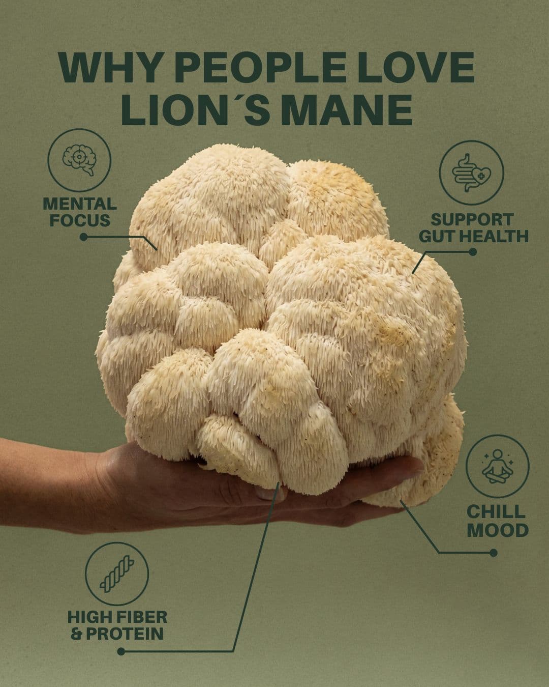 lions_mane_original infography