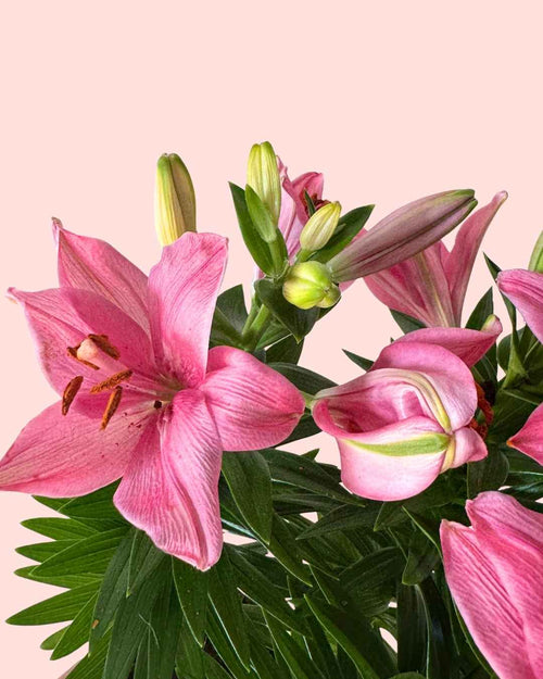 Lirio Asiático Dark Pink Rozalynn M - Pur Plant