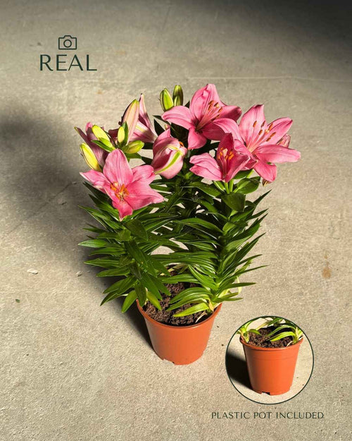Lirio Asiático Dark Pink Rozalynn M - Pur Plant