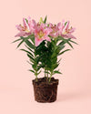 lirio-oriental-2