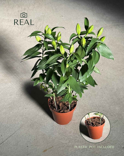 Lirio Oriental Blanco Helvetia L Planta Natural