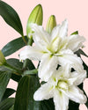 Lirio Oriental Blanco Helvetia L - Pur Plant