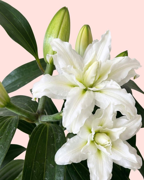 Lirio Oriental Blanco Helvetia L - Pur Plant