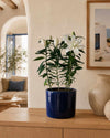 Lirio Oriental Blanco Helvetia L - Pur Plant