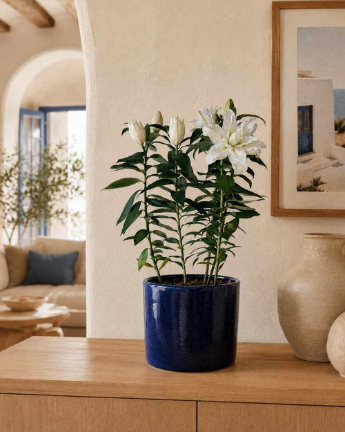 Lirio Oriental Blanco Helvetia L - Pur Plant