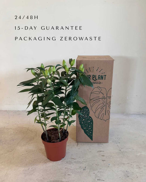 Lirio Oriental Blanco Helvetia L - Pur Plant