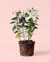 Lirio Oriental Blanco Helvetia L - Pur Plant