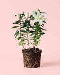 Lirio Oriental Blanco Helvetia L