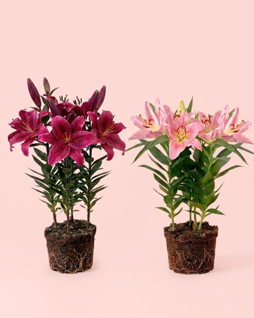 Lirio Oriental Mix M - Pur Plant