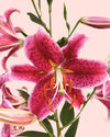 Lirio Oriental Mix M - Pur Plant
