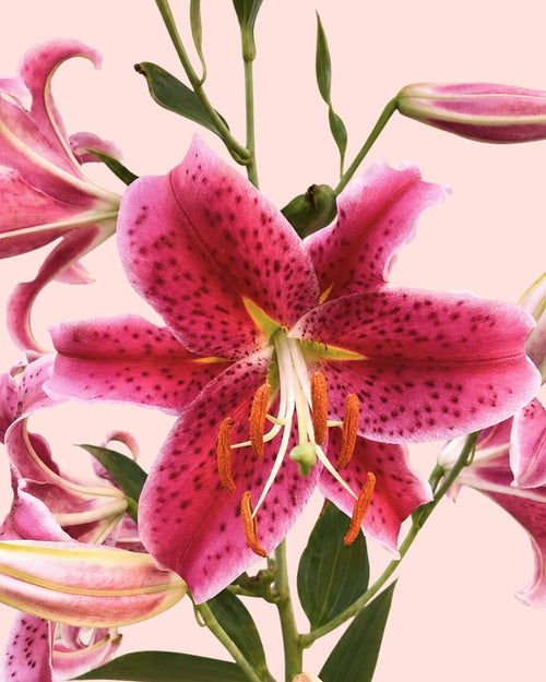 Lirio Oriental Mix M - Pur Plant