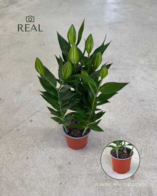 Lirio Oriental Mix M - Pur Plant
