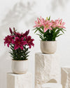 Lirio Oriental Mix M - Pur Plant