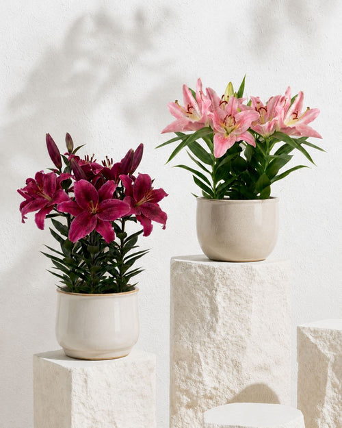 Lirio Oriental Mix M - Pur Plant
