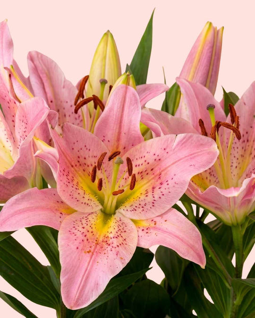 Lirio Oriental Mix M - Pur Plant