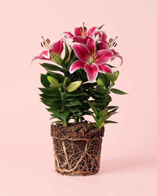 Lirio Oriental Souvenir Rosa L - Pur Plant