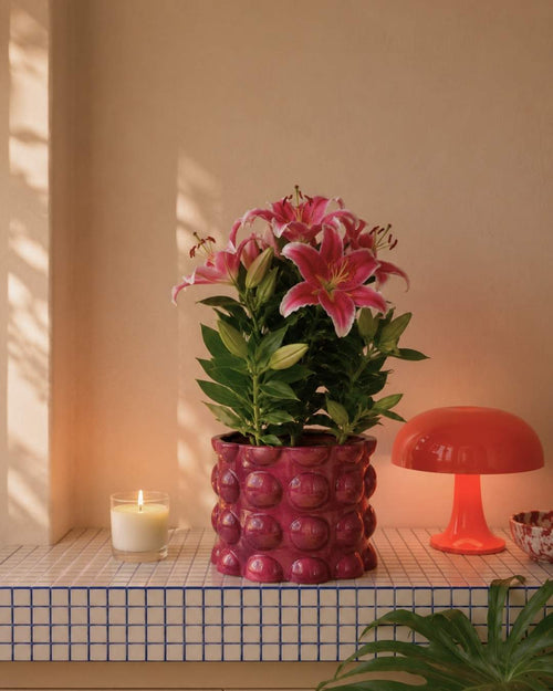 Lirio Oriental Souvenir Rosa L - Pur Plant
