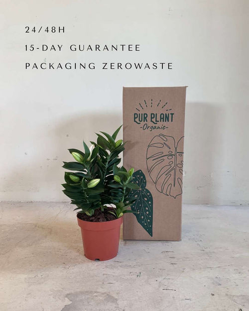 Lirio Oriental Souvenir Rosa L - Pur Plant
