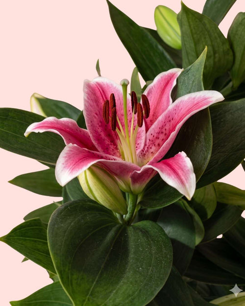 Lirio Oriental Souvenir Rosa L - Pur Plant