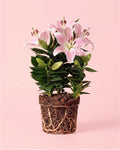 Lirio Oriental Souvenir Rosa M