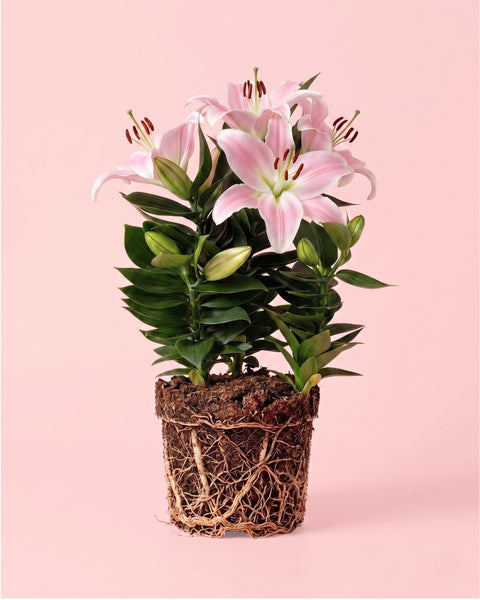 Lirio Oriental Souvenir Rosa M