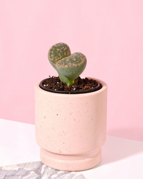 Lithops – Piedras Vivas Mini - Pur Plant