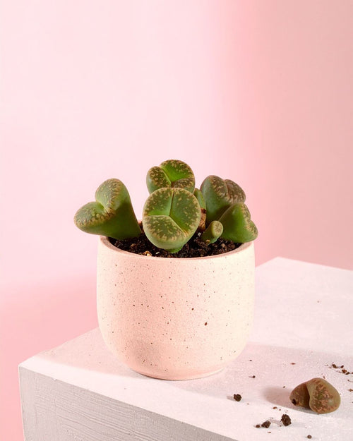 lithops planta contexto