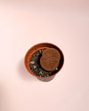 Lithops Rubra – Piedra Viva - Pur Plant