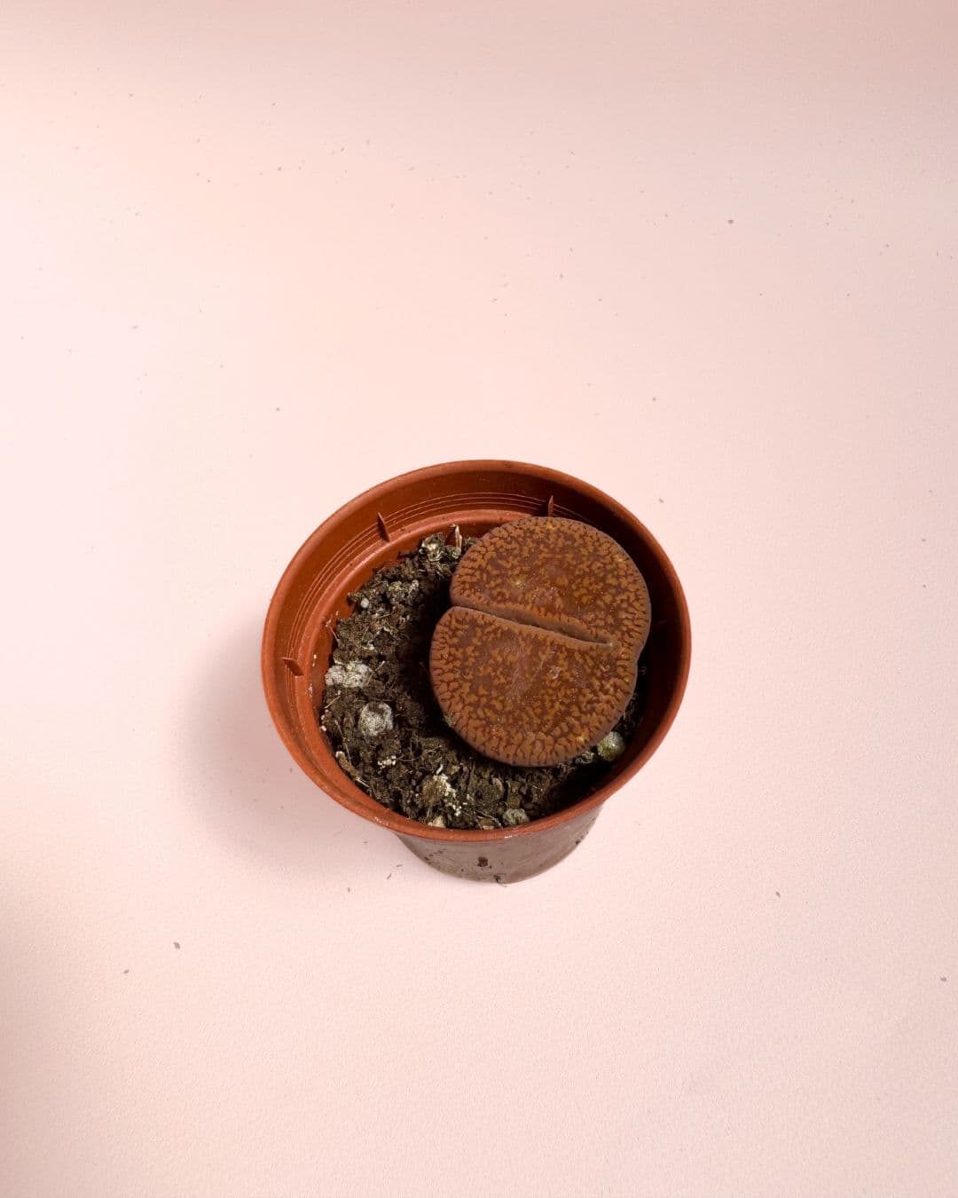 Lithops Rubra – Piedra Viva - Pur Plant