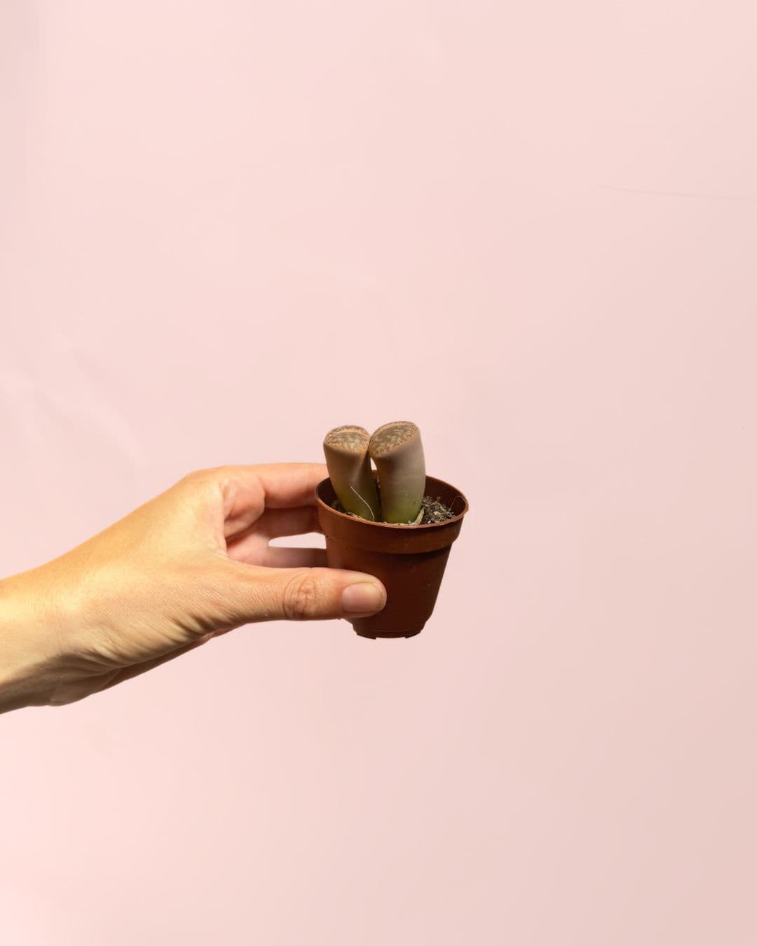 Lithops Rubra – Piedra Viva - Pur Plant
