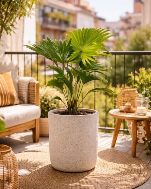 Livistona Rotundifolia – Palmera Abanico L - Pur Plant