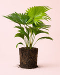 Livistona Rotundifolia – Palmera Abanico M